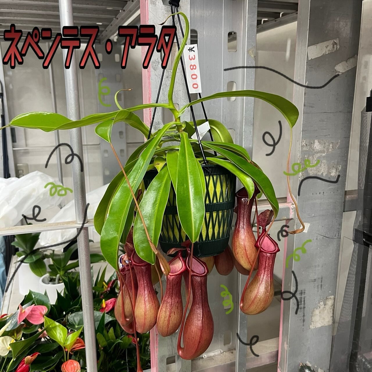 ネペンテス アラータ 斑入り 発芽発根済み 【公式通販】 ネペンテス アラータ 斑入り 発芽発根済み 【公式通販】