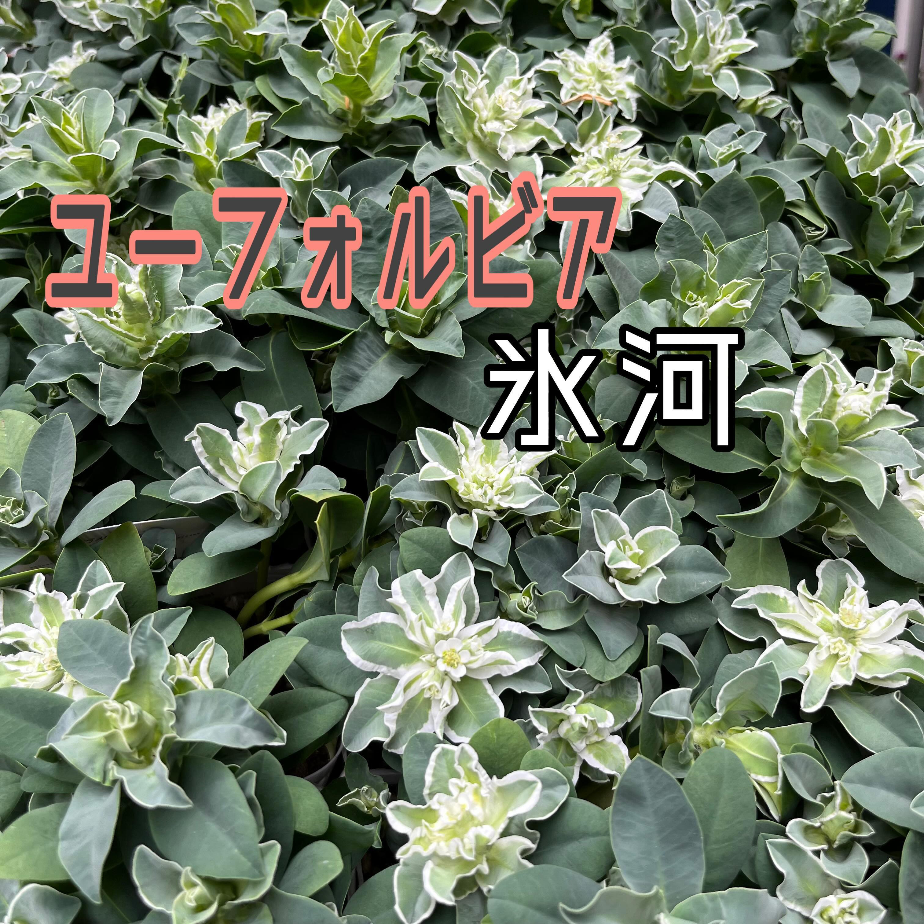 ユーフォルビア 氷河🧊 | ブログ | 兵庫県三宮の花屋ならフラワーショップ潤