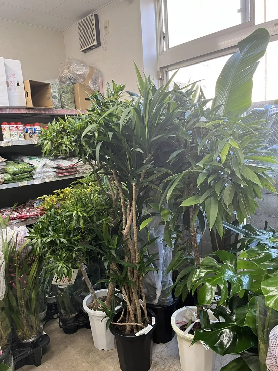 買って良かった観葉植物！！