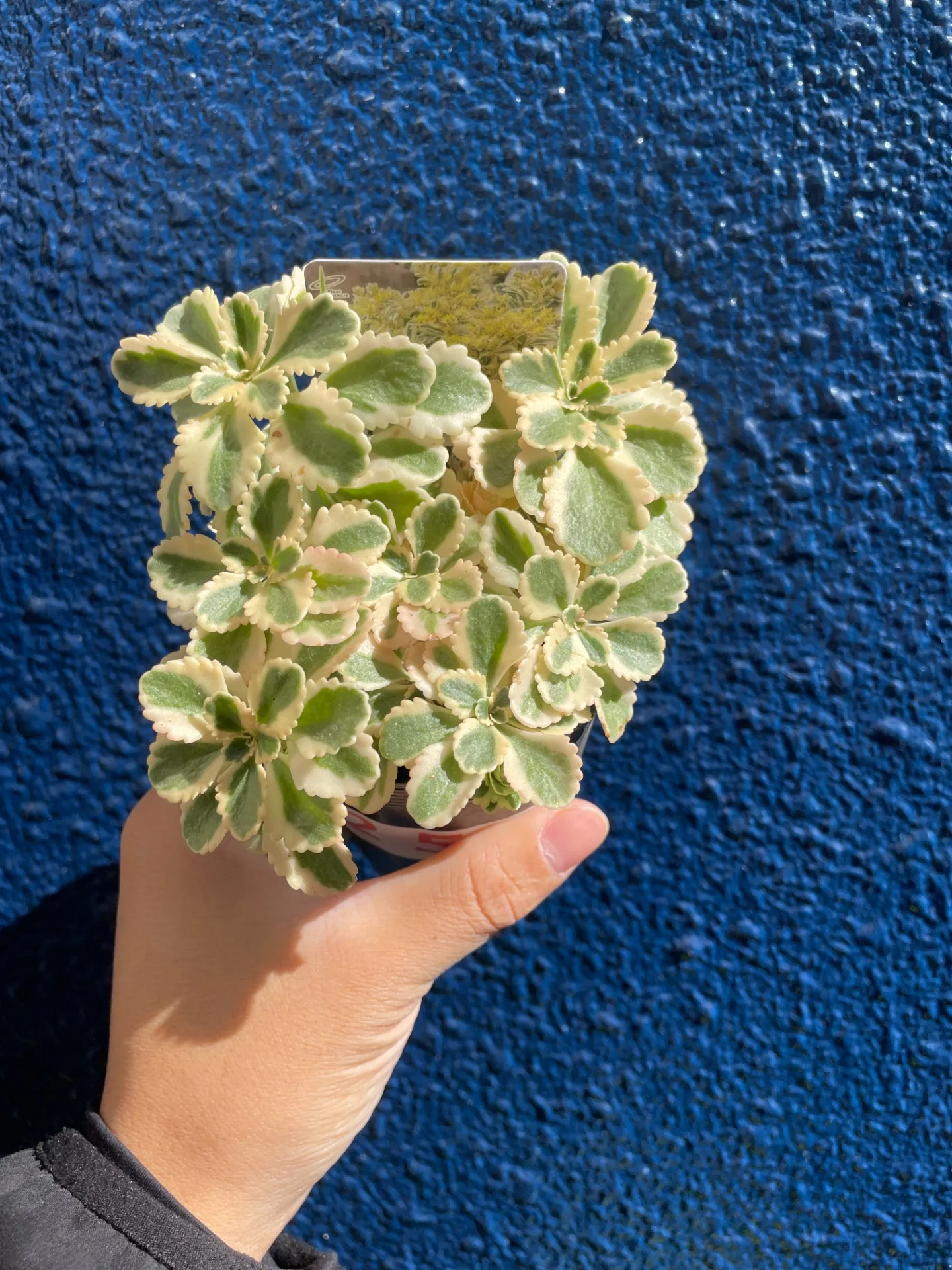 セダム アトランティス　白雪ミセバヤ入荷しました